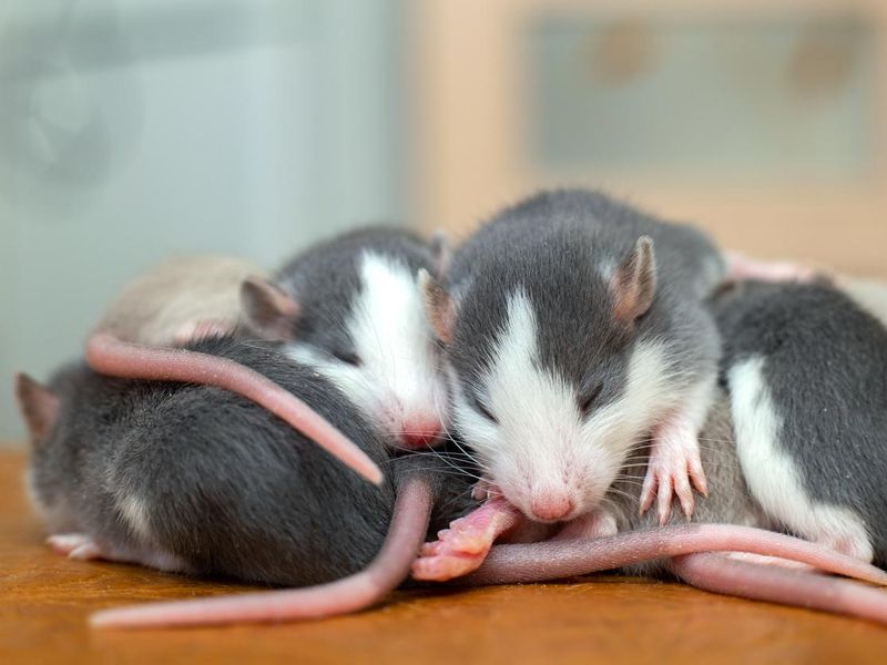 Many small baby rats sleeping in a pile