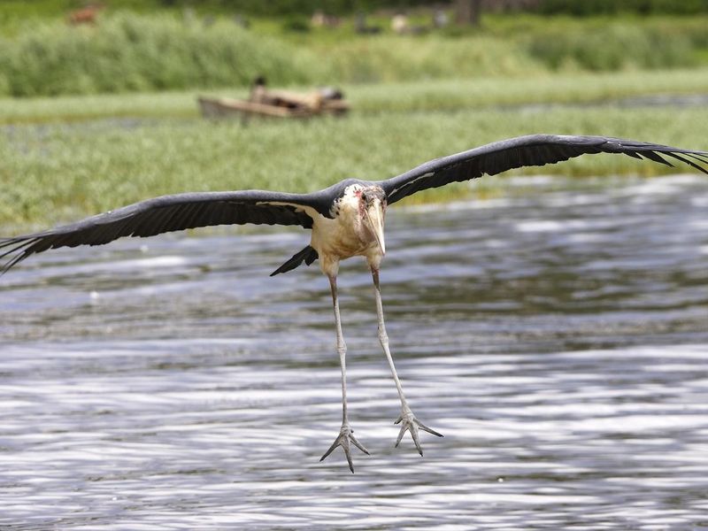 Marabout Stork flying