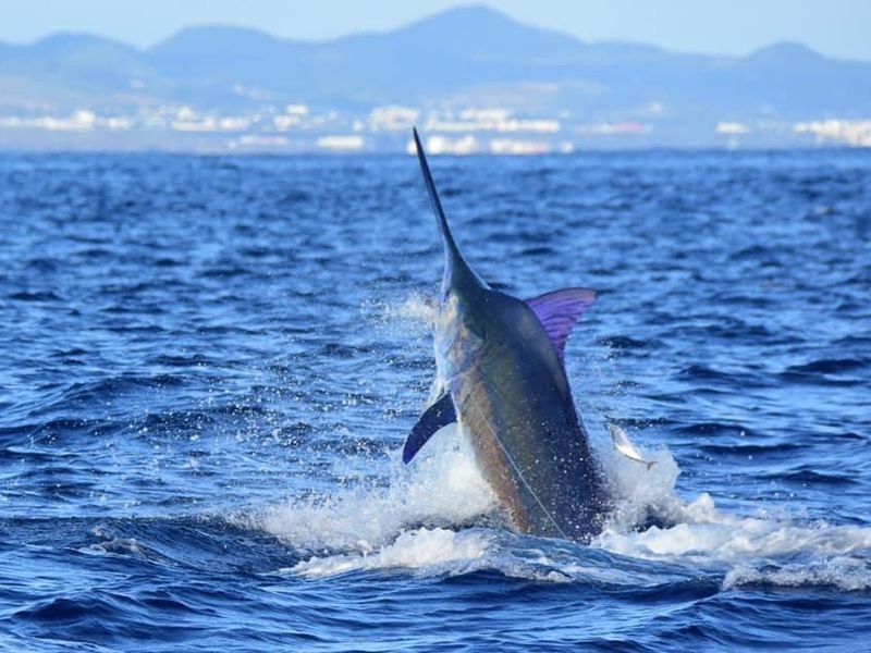 Marlin in São Vicente