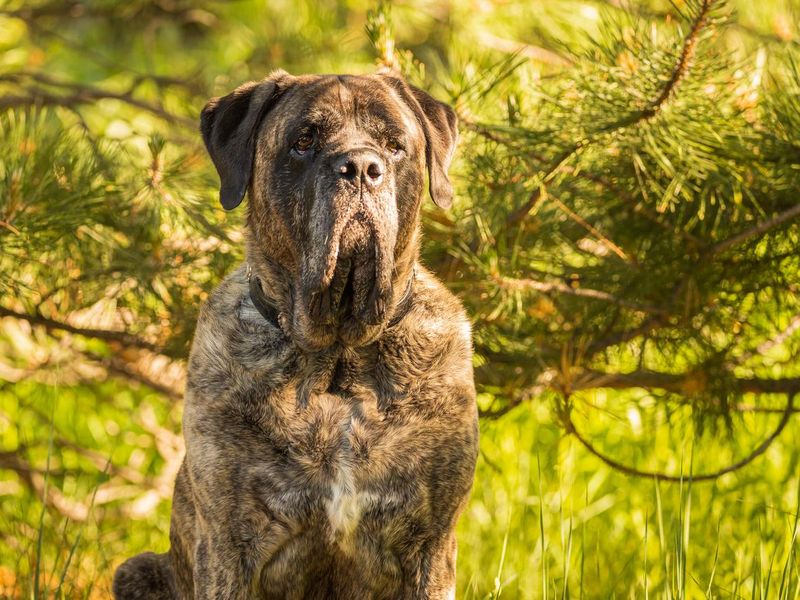 Mastiff dog in a forest with golden sunrise hues