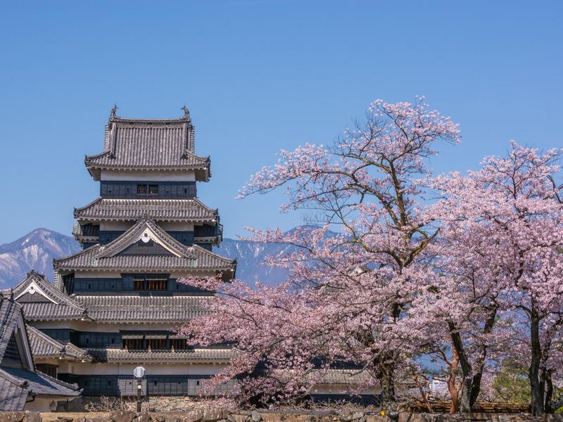 Matsumoto castle during Cherry Blossom full bloom