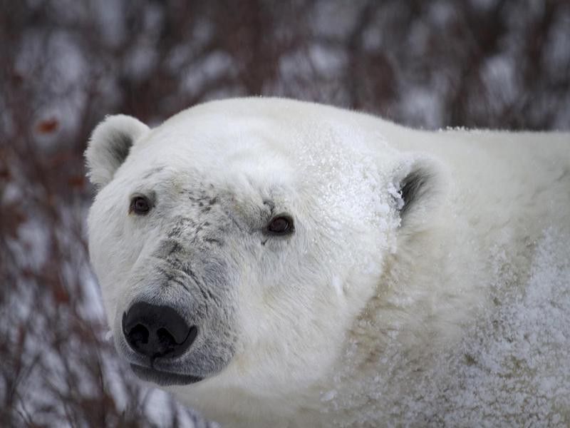 Mature Polar Bear in the Wild