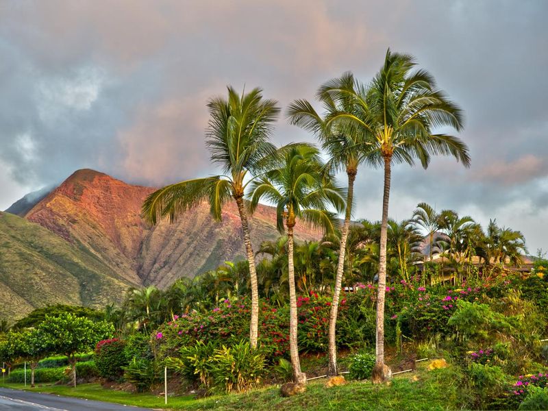 Maui Palm Trees with Mountain