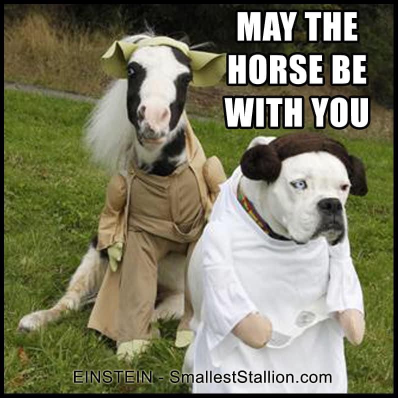 May the horse be with you meme