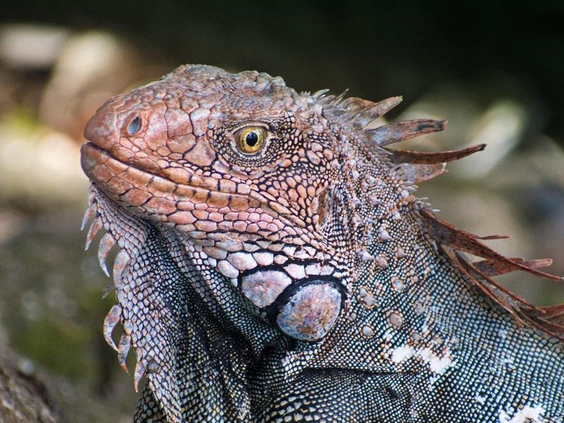 Mean looking red iguana