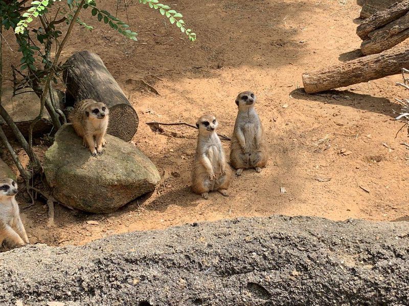 Meerkats at Dallas Zoo