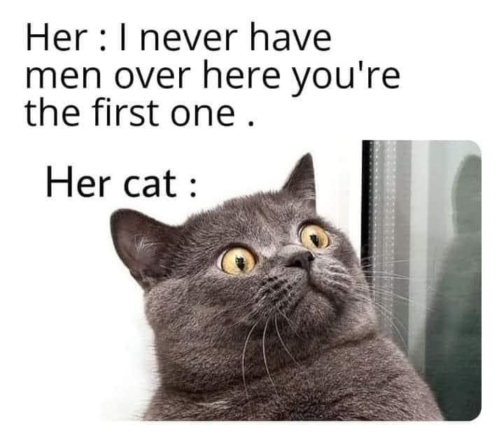 meeting girlfriend's cat