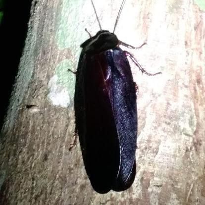 Megaloblatta Longipennis Cockroach
