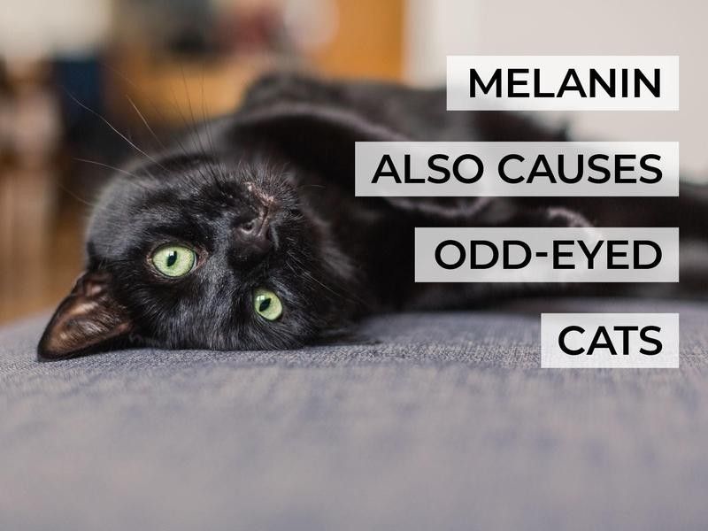 Melanin Also Causes Odd-Eyed Cats
