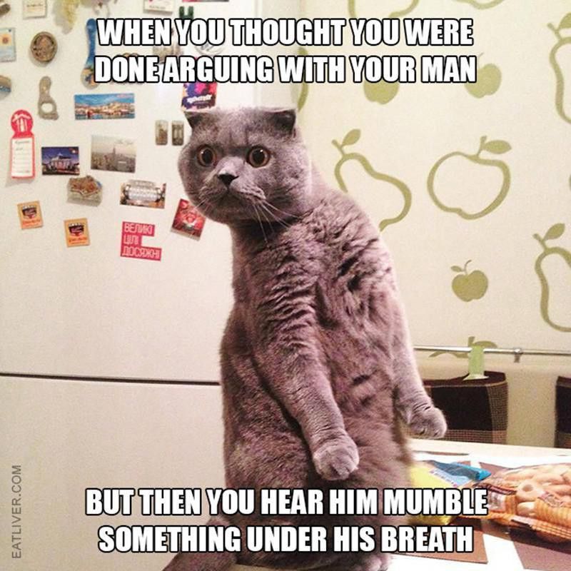 115 Cat Memes So Funny We Could Just Cry | Always Pets