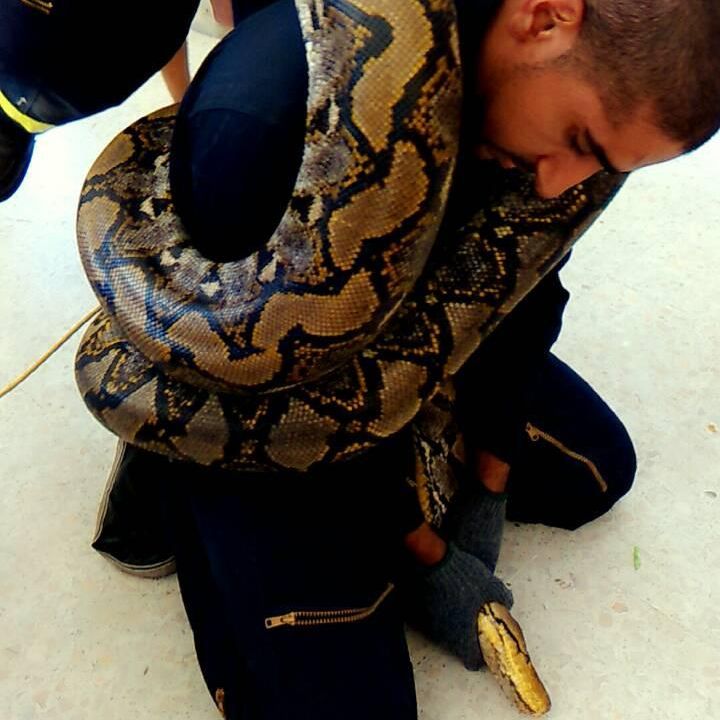 Men holding a reticulated python