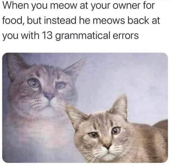 Meowing at your cat