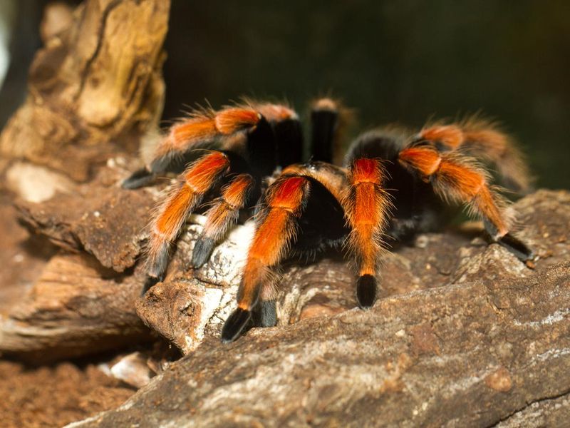 Mexican tarantula brachypelma with red knees