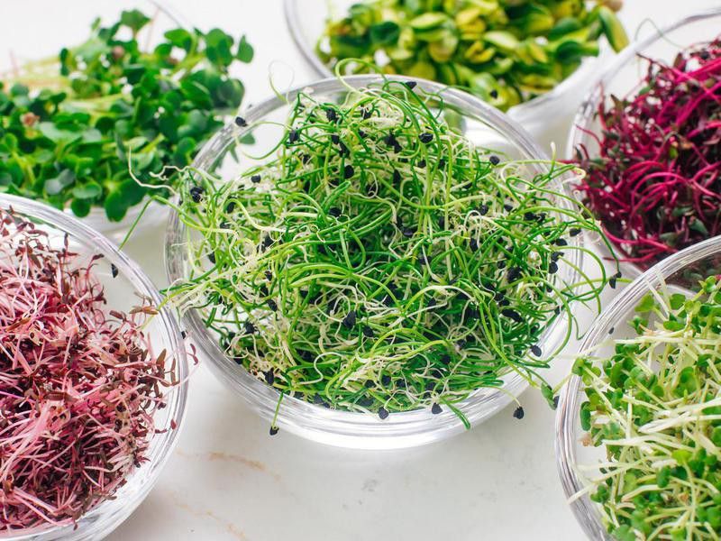 Microgreen sprouts