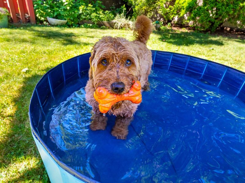 Miniature golden doodle in small splash pool to beat the summer heat