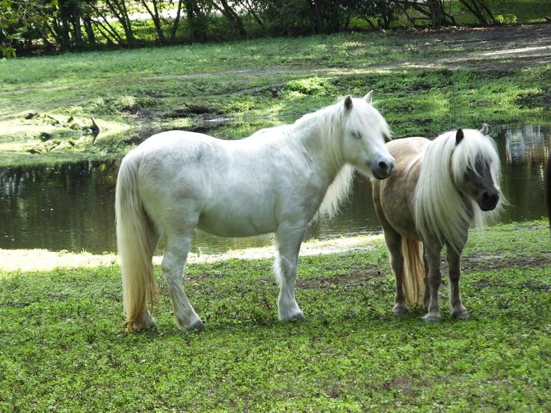 Miniature Horse (Equus ferus caballus)