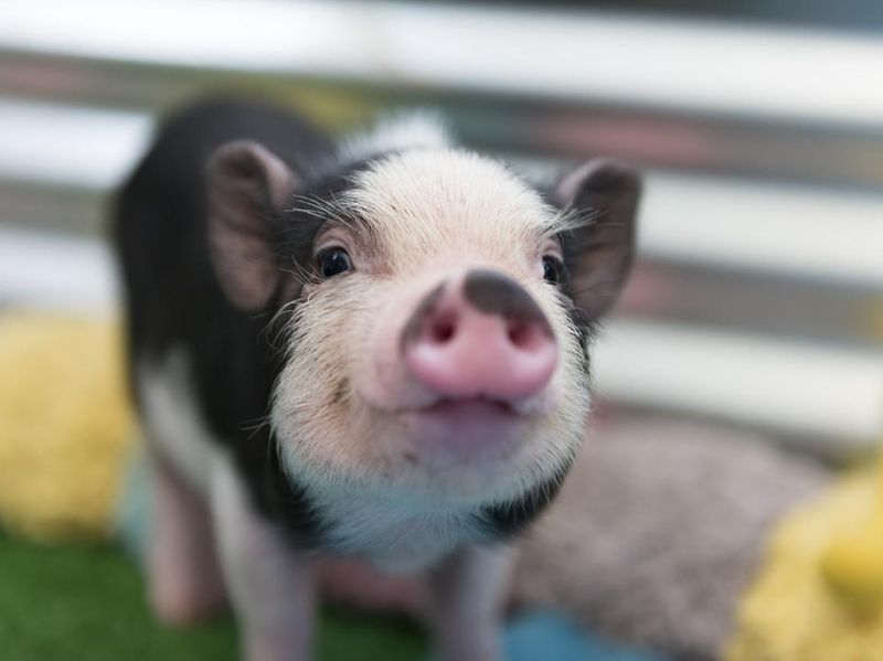 Miniature pet pig