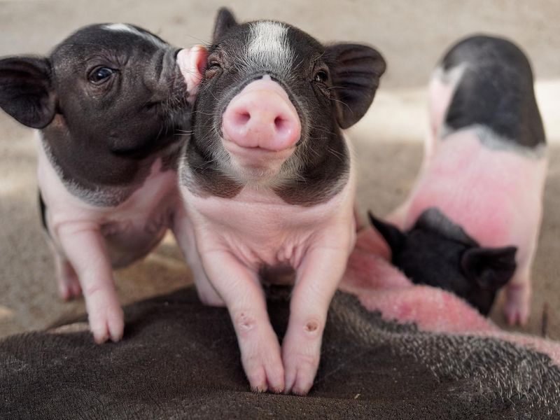 Miniature pigs playing