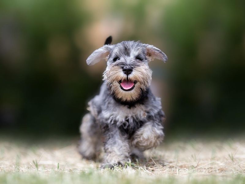Miniature puppy Schnauzer at Play