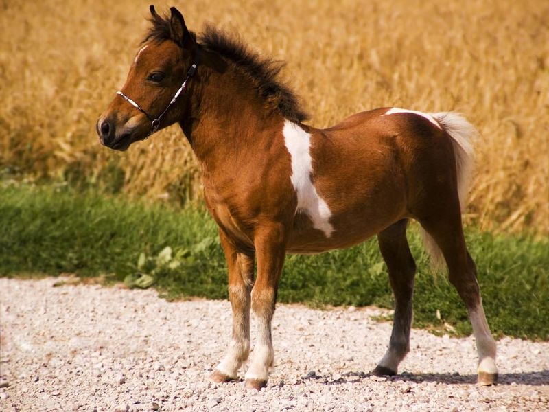 miniature red and white pinto horse by grain field