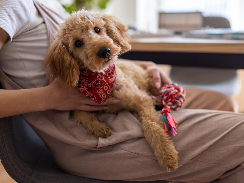 Miniature red poodle in it's owner's lap