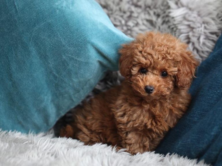 Miniature red poodle puppy on sheepskin with turquoise cushions
