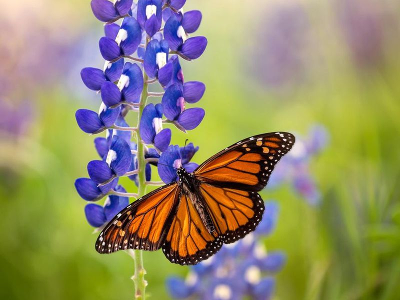 Monarch butterfly on Texas Bluebonnet flower