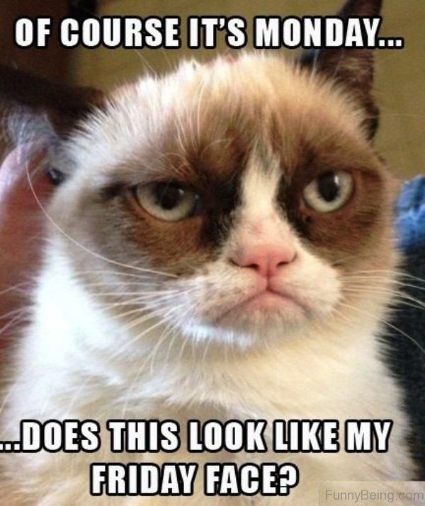 Monday Meme Grumpy Cat