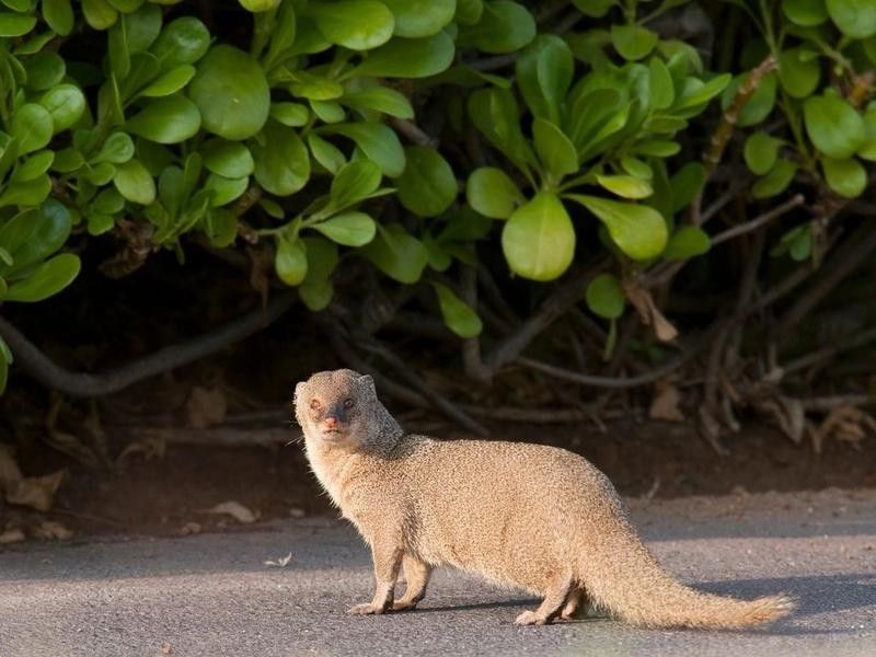 Mongoose in Hawaii