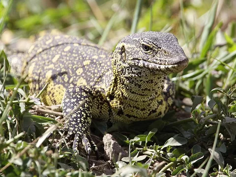 huge nile monitor lizard