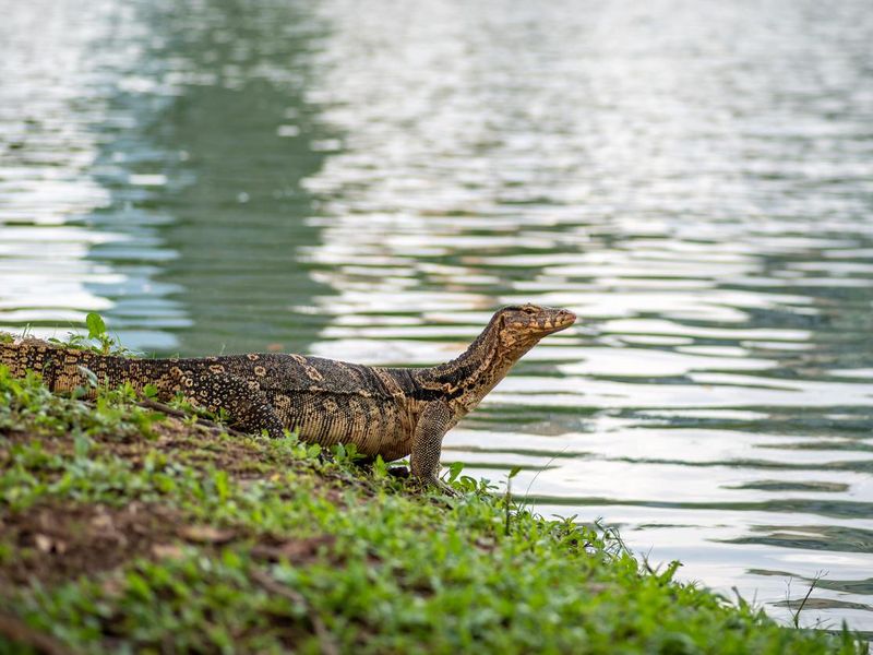 Monitor Lizards Near The Waters Edge In Lumphini Park In Bangkok, Thailand