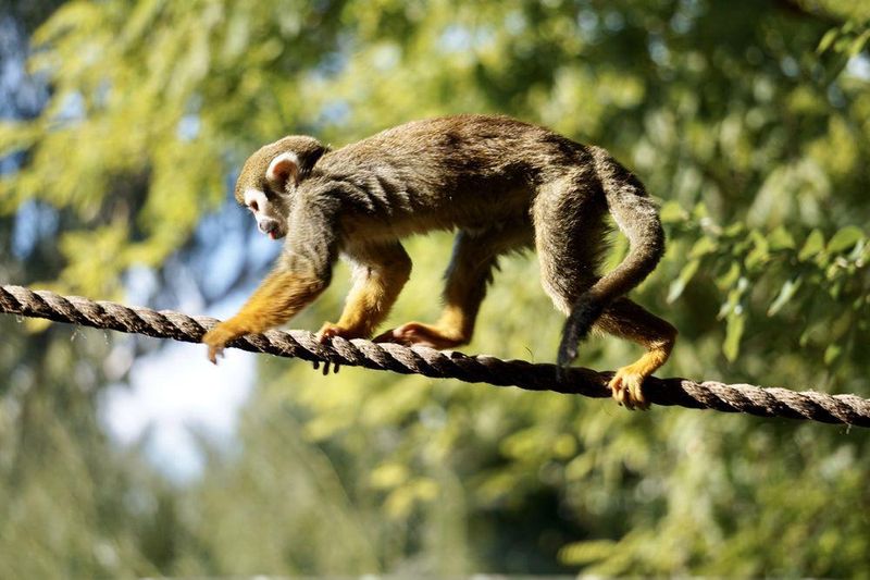 Monkey on rope at Phoenix Zoo