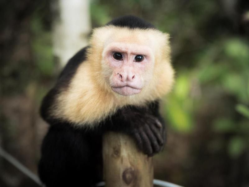 krans Voorkeur Regenjas 35 Fascinating Facts About Monkeys | Always Pets