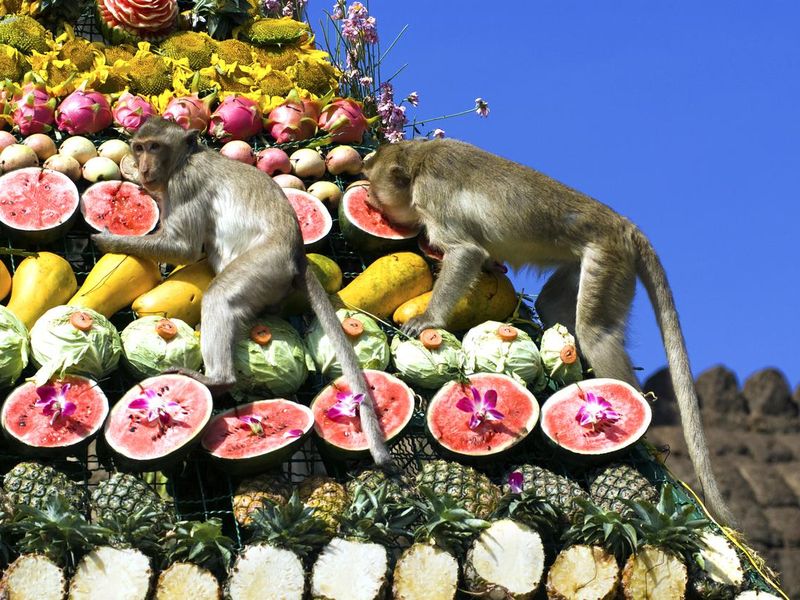 Monkeys eating fruits in Monkey Buffet Festival, Thailand