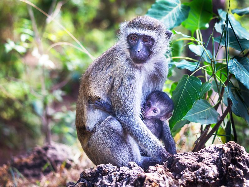 Monkeys in a wildlife reserve in Kenya, Africa