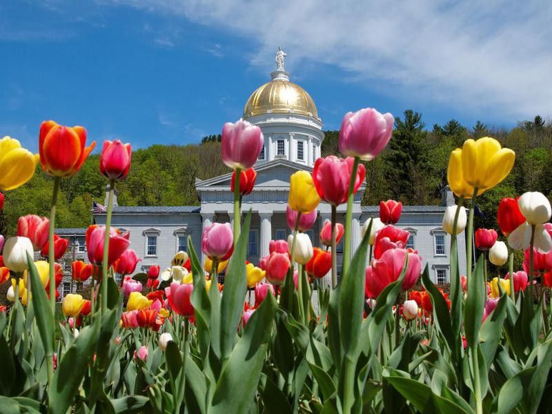 montpelier vermont state capitol in the spring with tulips