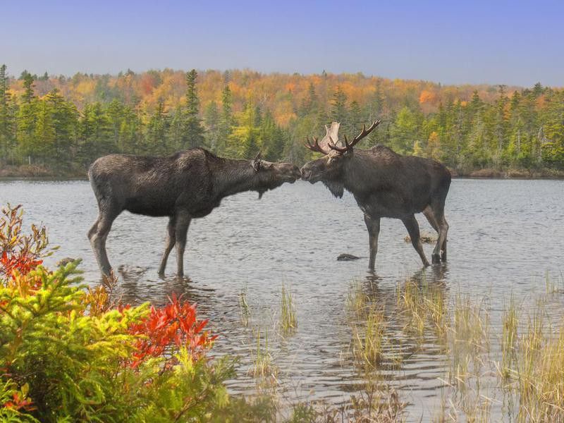 Moose at Baxter State Park