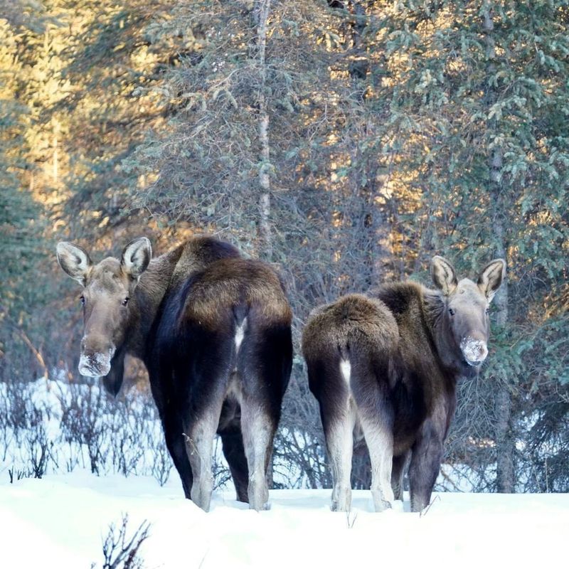 Moose at Denali National Park