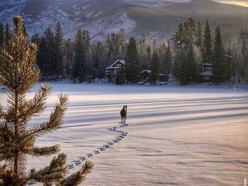 Moose on Grand Lake, Colorado