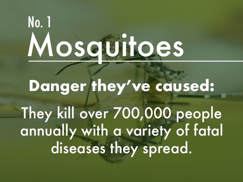 Mosquito dangers