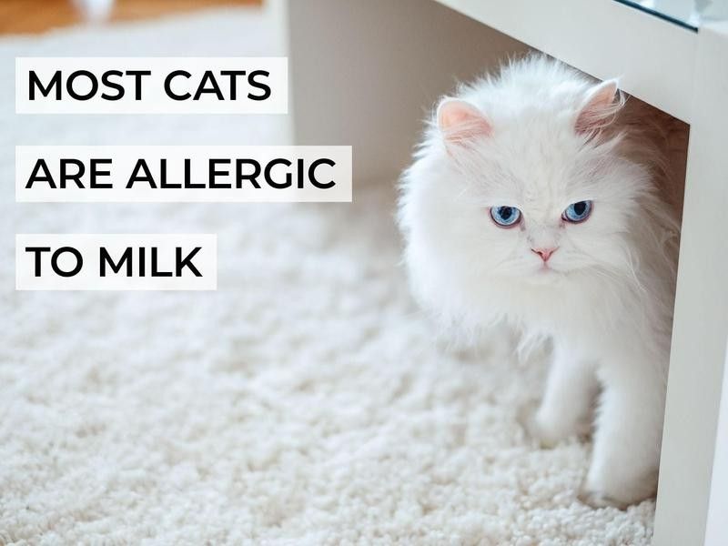 Most Cats Are Allergic to Milk