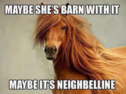 100 of the Most Hilarious Horse Memes on the Internet | Always Pets