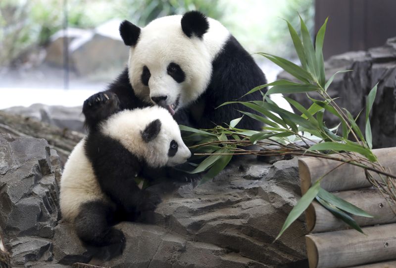 Mother and a young panda