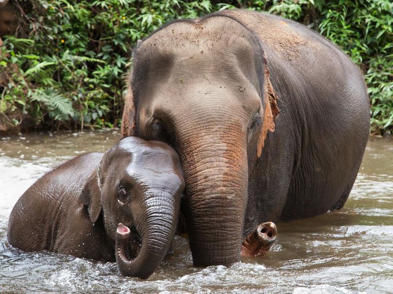 Mother and baby elephant Bathing in the River