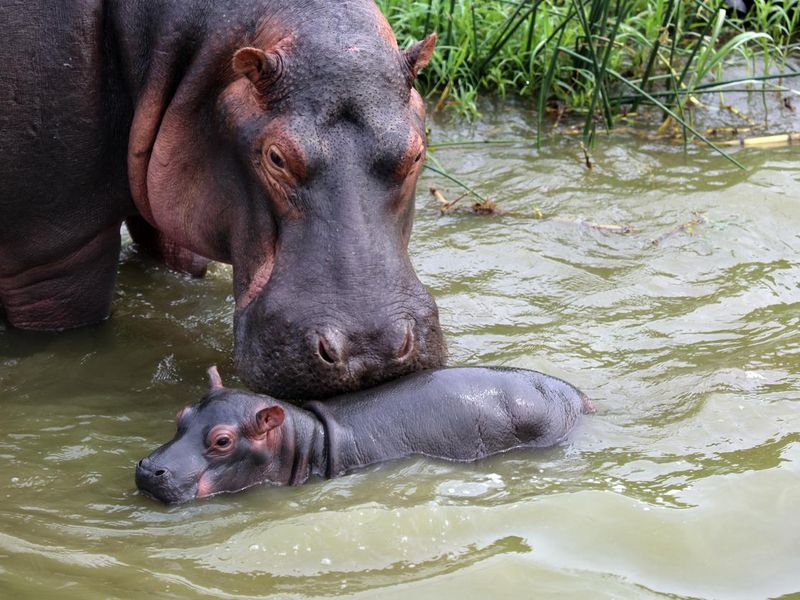 Mother and baby hippo in Uganda