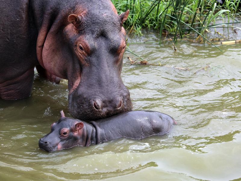 Mother and baby hippo