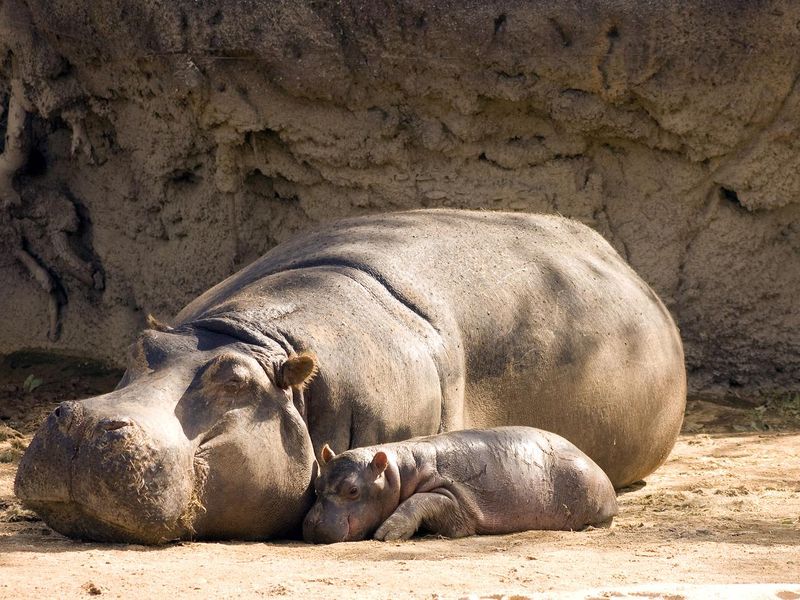Mother and baby hippopotamus