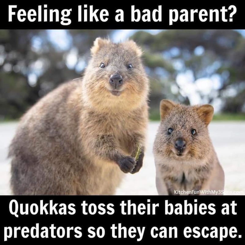 Mother and baby quokka