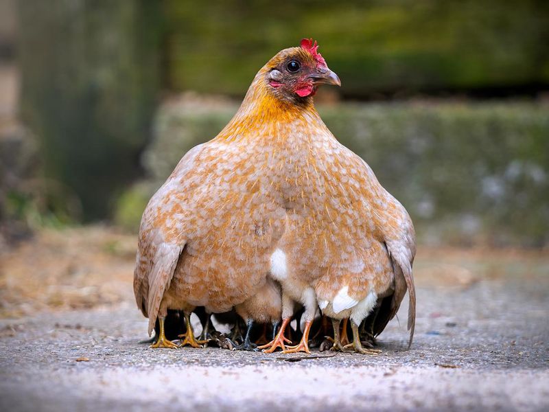 Mother hen keeping her babies warm