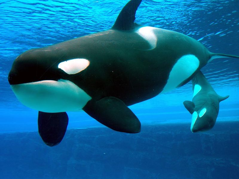 Mother orca whale with baby